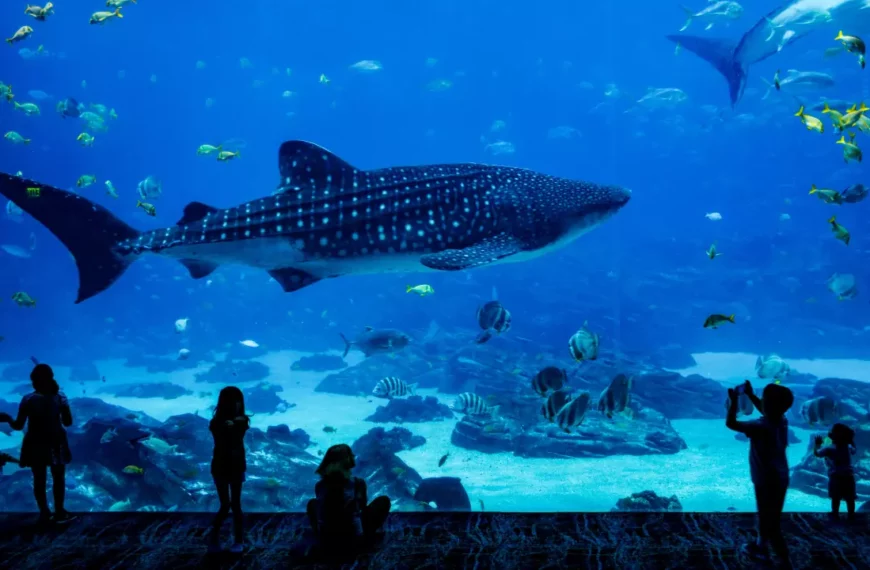 Best Family-Friendly Aquariums In United States – Part 1 (Updated 2024)