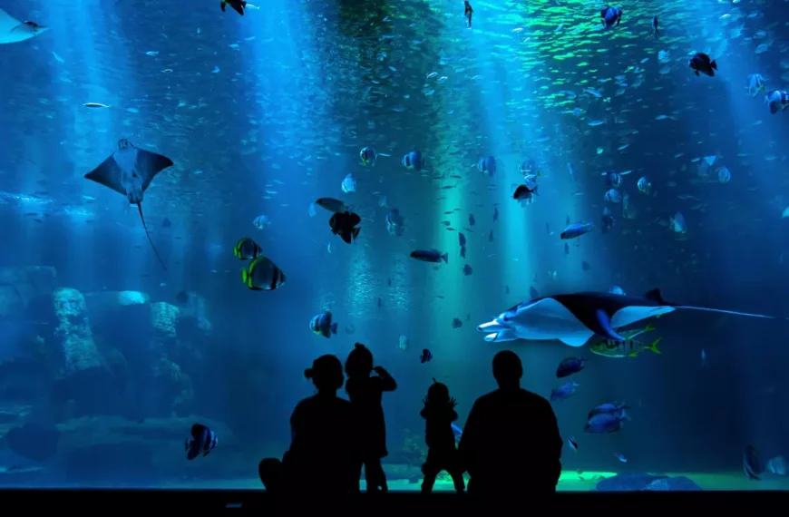 Best Family-Friendly Aquariums In United States – Part 2 (Updated 2024)