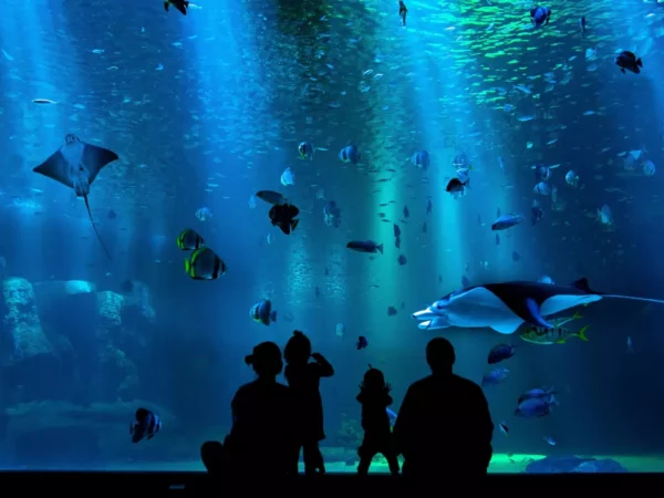 Best Family-Friendly Aquariums In United States – Part 2 (Updated 2023)